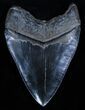 Inch Serrated Megalodon Tooth - A Beauty #3484-1